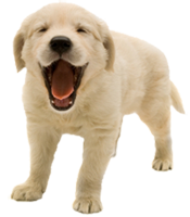 This image has an empty alt attribute; its file name is puppy1.png